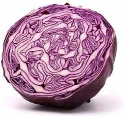 WILLVINE GOI -V Cabbage Red Rock [50g] Seed(15000 per packet)