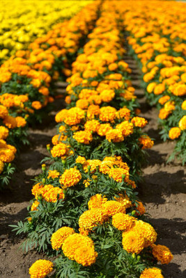 Heirloom Quality marigold/gende ka phool flower seeds Seed(50 per packet)