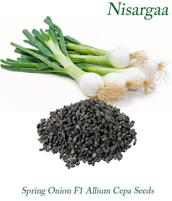 WILLVINE ATS-1557 Spring Onion F1 Allium Cepa Seeds-1500 Seeds Seed(1500 per packet)