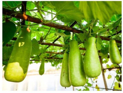 Aywal F1 Hybrid Lauki Giha Vegetable Bottle Gourd Seed(80 per packet)