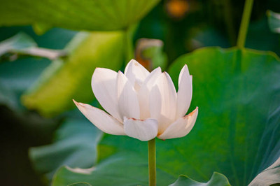 bheeshma lotus,kamal gatta Seed(11 per packet)