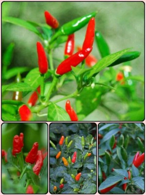 KNESSiN Hottest Chilli Bird Eye Seeds - Bird Chilli Seed(200 per packet)