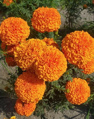 VERTISE African Marigold Seeds - Non-GMO Heirloom Seeds Orange Seed(100 per packet)