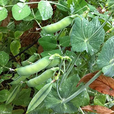 Qualtivate RES-5A Sugar Snap Pea, Organic Seed(200 per packet)