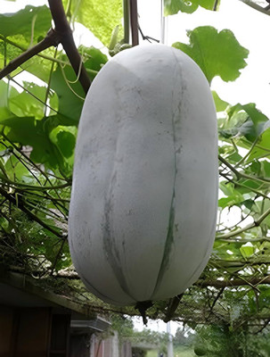 BDSresolve White gourd SEEDS PACK OF 32 Seed(32 per packet)