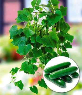 CYBEXIS Hanging Mini Cucumber 'Mini Stars' F1 Organic 2000 Seeds Seed(2000 per packet)