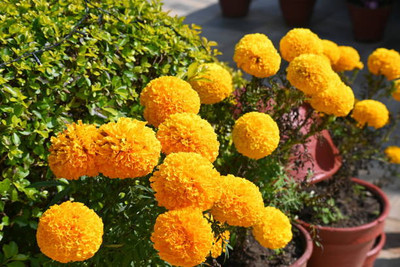 MrGrow marigold/gende ka phool flower seeds Seed(75 per packet)
