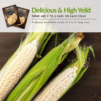 WILLVINE AGRI -VIII Japanese Hulless Popcorn Seed-[25g] Seed(100 per packet)