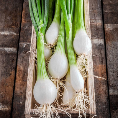 Qualtivate RES-7A Onion (Bunching) - White Lisbon Seed(500 per packet)