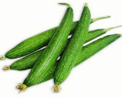 Qualtivate RES-4A Vegetable | Sponge Gourd | F1 Hybrid Seed(50 per packet)