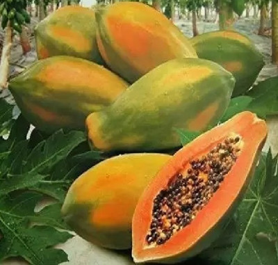 wequality Taiewan red lady papaya seeds for home plant Seed(56 per packet)