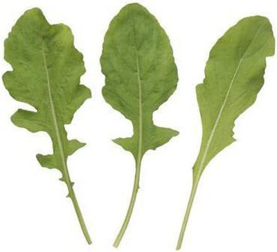 VibeX XLR-23 - Arugula Lettuce - (2250 Seeds) Seed(2250 per packet)