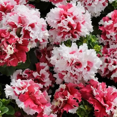 Lorvox Petunia Flower Seed(30 per packet)