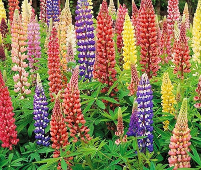 CWAN lupinus polyphyllus russell mix, perennial plant Seed(50 per packet)