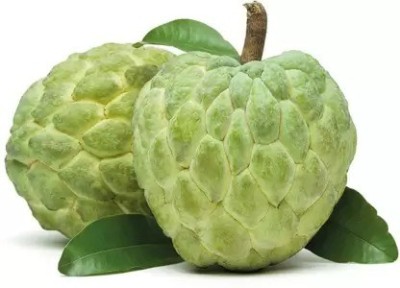 Aro Custard Apple, sitafal, sitaphal Seed(55 per packet)