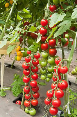 DEYS AGRO ™ tomato seeds hybrid,summer vegetable seeds Seed(120 per packet)