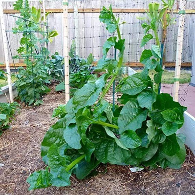 DEYS AGRO ™ malabar spinach seeds, green f1 hybrid poi saag vegetable seeds, pui seeds Seed(39 per packet)