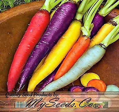 CYBEXIS KGF -37 - Rainbow Mix Carrot - (250 Seeds) Seed(250 per packet)