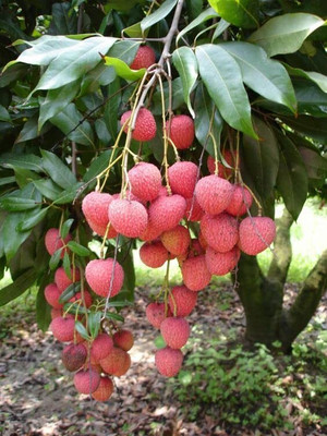 Aywal Litchi, Lichi, Lychee Seed(12 per packet)