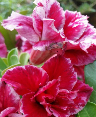 Qualtivate TLX-674 Desert Rose Fresh Seeds Seed(30 per packet)