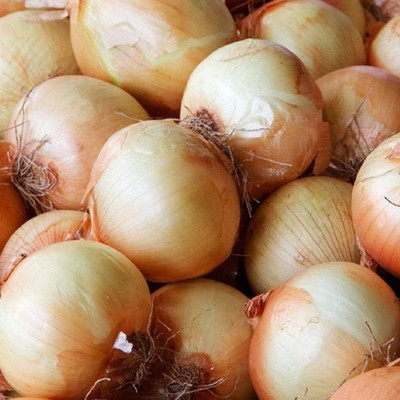 WILLVINE MEH -IX Yellow Sweet Spanish Onion [10g] Seed(7500 per packet)