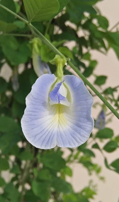 Pbevergreen Double petal aparajita flower seeds PACK OF 22 Seed(22 per packet)