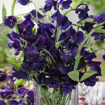 VibeX ® RXI-663 Sweet Peas Royal Navy-Blue Seed(50 per packet)