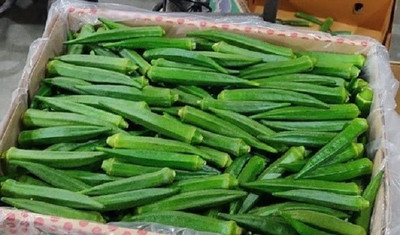 XOLDA Okra Vegetable Seed(15 per packet)