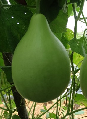 UGRA Round Bottle Gourd, Ghiya Seed(120 per packet)