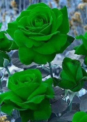seedargo Green Rare rose Earthwill rose seed Seed(35 per packet)