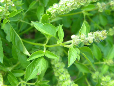 WILLVINE XLR-5 Lemon Basil (Ocimum basillicum citriodorum) Seed(2000 per packet)