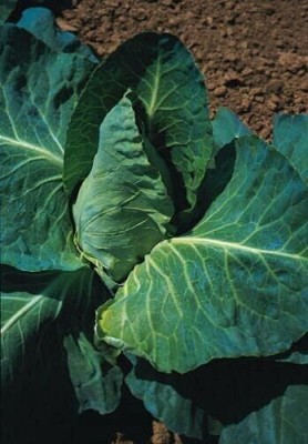 KNESSiN Cabbage Grayhound Seed(200 per packet)