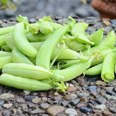 Qualtivate PUA-2A Snap Pea - Sugar Ann Seed(200 per packet)