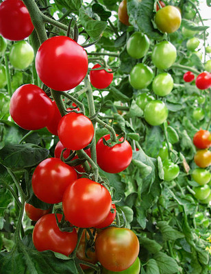 Jevik tomato Seed(70 per packet)