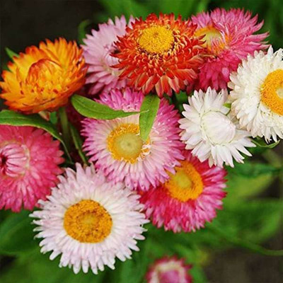 KANAYA Helichrysum/Paper Flower Seeds F1 hybrid flower Seed(10 per packet)
