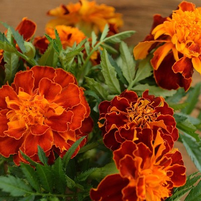 CYBEXIS HUA-48 - French Marigold - (250 Seeds) Seed(250 per packet)