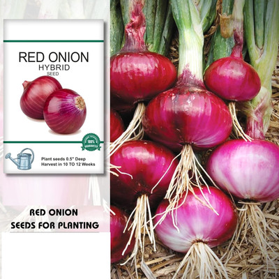KNESSiN High Yield Red Onion Punjab Selection Seeds For Kitchen Gardening-(600 Seeds) Seed(600 per packet)
