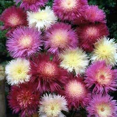 Aywal SWEET SULTAN IMPERIAL MIX Seed(10 per packet)