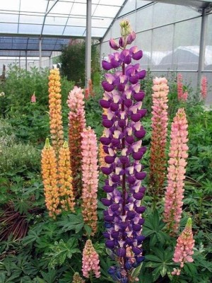 Mozette Lupin giant tall mix Seed(52 per packet)