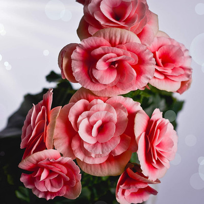 VibeX LX-30 - Begonia Double Flower - (270 Seeds) Seed(270 per packet)