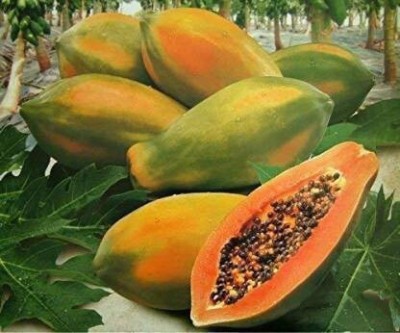 THAMMAR RED LADY F1 HYBRID PAPAYA TAIWAN 786 VARIETY SEEDS ( 800 SEEDS ) ( 800 SEEDS PER PACKET ) Seed(800 per packet)