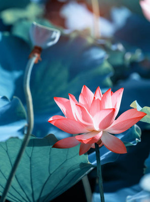 KTC lotus,kamal gatta Seed(10 per packet)