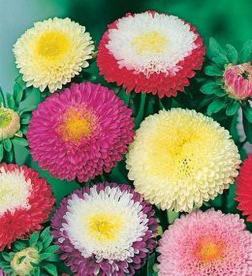 CYBEXIS Aster Ducess Formula Mixed Flower Seeds Seed(50 per packet)