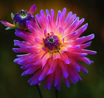 CYBEXIS Mix Colors Dahlia Seeds Seed(1 g)