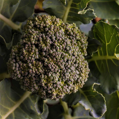 WILLVINE PAU -IX Waltham 29 Broccoli Seeds [10g] Seed(3000 per packet)