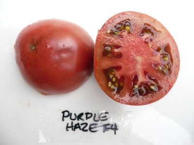 KNESSiN Purple Haze Tomato Seed(500 per packet)