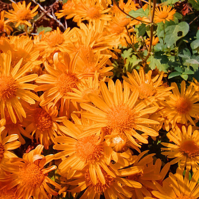 CYBEXIS HUA-82 - Ground-cover Chrysanthemum - (30 Seeds) Seed(30 per packet)