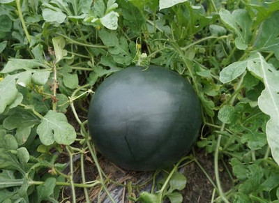 CRGO WATERMELON TARBUJ Seed(30 per packet)