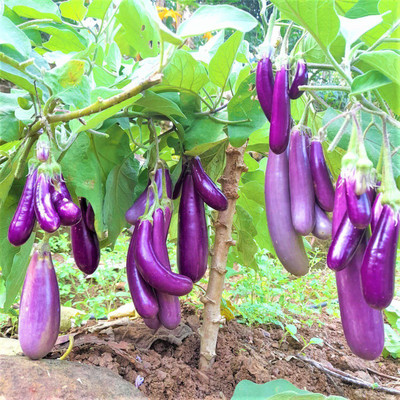 LIFELEX Long Purple Eggplant Brinjal Seed(64 per packet)