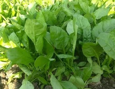 BJUBAS Chinese Spinach Seeds pack of 76 Seed(76 per packet)